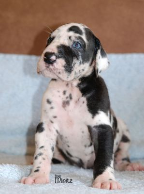 Great Dane dog kennel From Minitz FCI