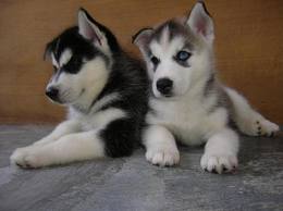 BEAUTIFUL SIBERIAN HUSKY PUPPIES