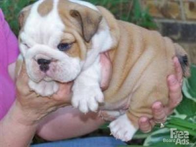 XMAS TWO ENGLISH BULLDOG PUPPIES FOR ADOPTION