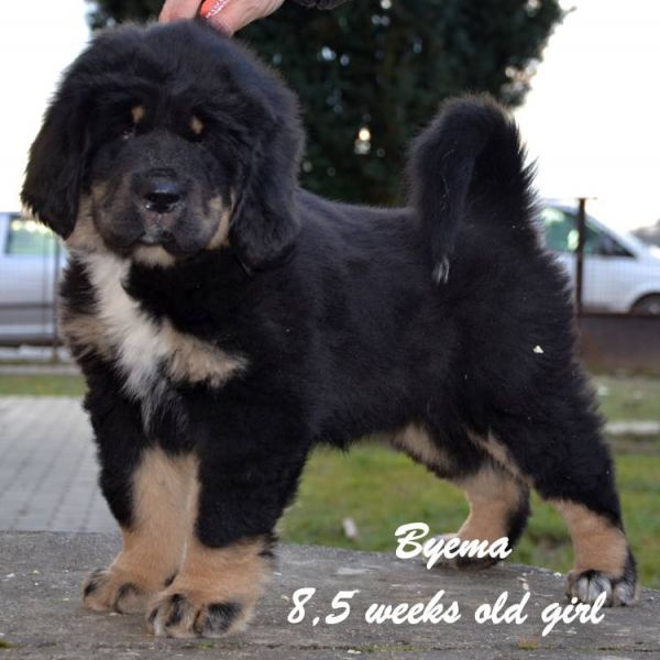 Tibetan Mastiff (Do Khyi)