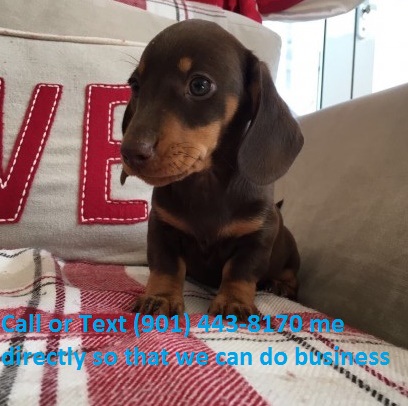 Miniature Dachshund puppies ready to go.