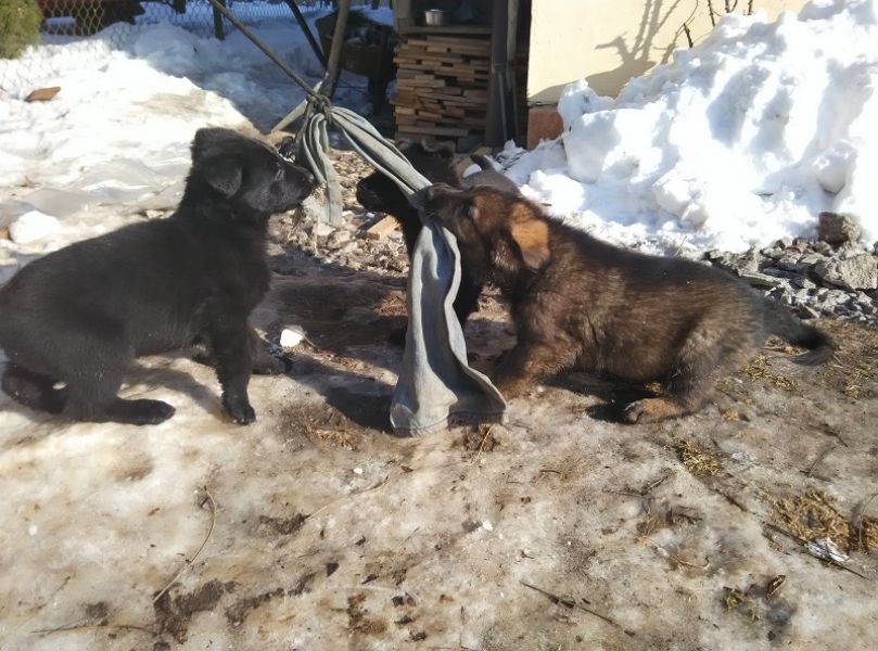 Puppies German Shepherd Dog for sale