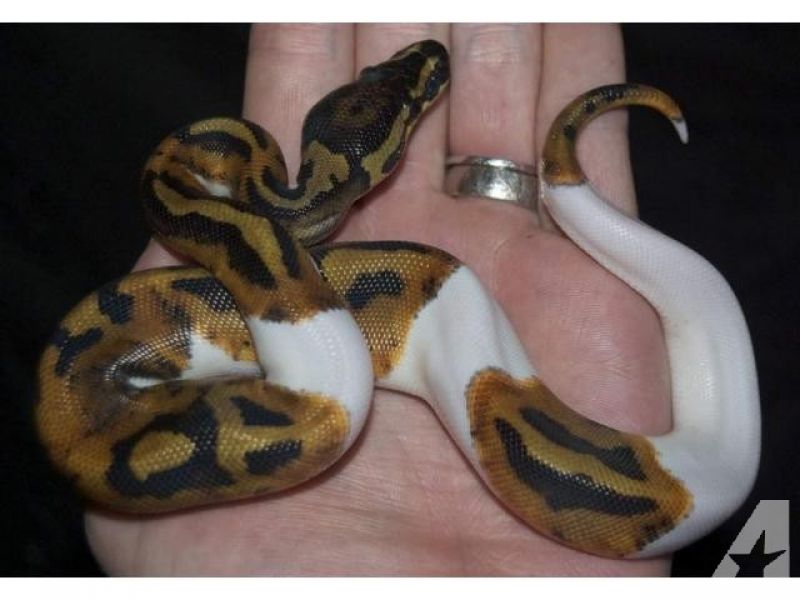 Outstanding pair of Albino and piebald ball pythons