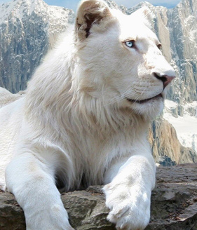 Where scenic beauty met the jungle wildness