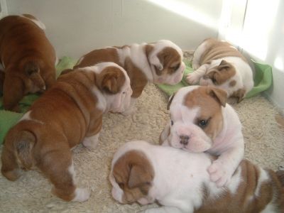 Free Adorable English Bulldog Puppies For Adoption