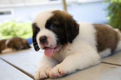 beautiful St. Bernard puppies