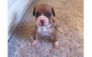 Cute Lovely and adorable boxer puupy