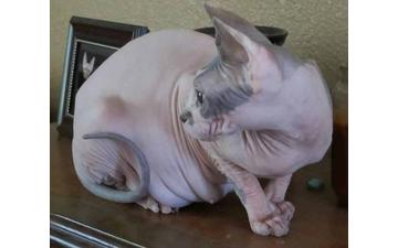 Lovely Hairless Sphynx Kittens for re-homing