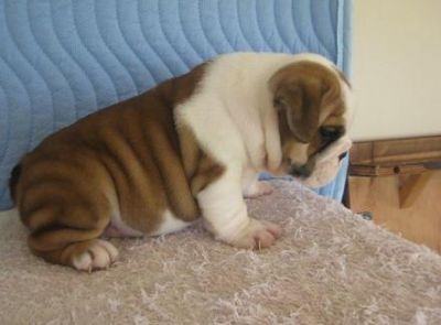 House Broken English Bulldog Puppies For Free Adoption