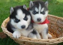  11 weeks old male and female Siberian husky looking for great home