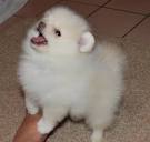 Male and female Pomeranian puppies for adoption into loving homes