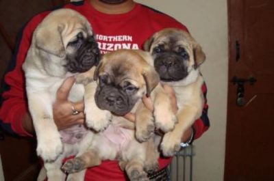Mastiff  puppies for sale