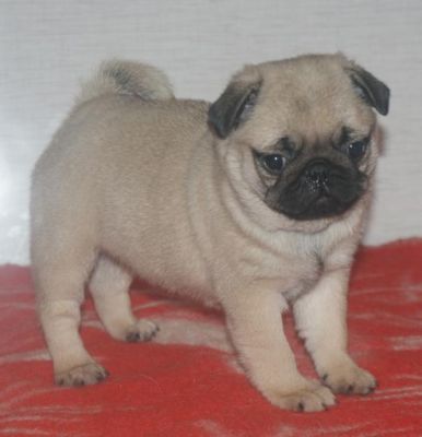 Beautiful Male and Female Pug puppies!!!