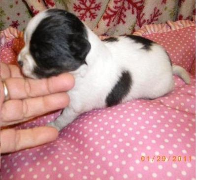 ckc registered chihuahua puppies for adoption