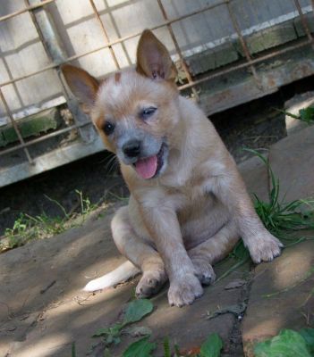 Australian Cattle dog puppies