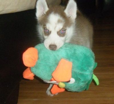 ADORABLE  HUSKY FOR SALE