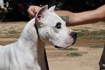 Dogo Argentino - puppies for sale from top quality breeding