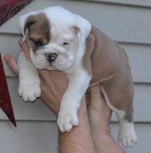 Cute and Adorable English Bulldog Puppies For Adoption.