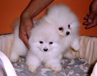 Pomeranian  puppies  for  sale