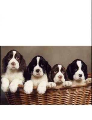 English Springer Spaniels