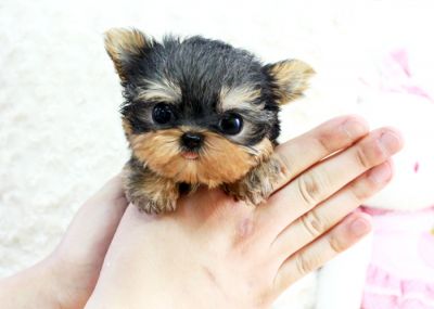 lovely and adorable yorkie puppies for free adoption