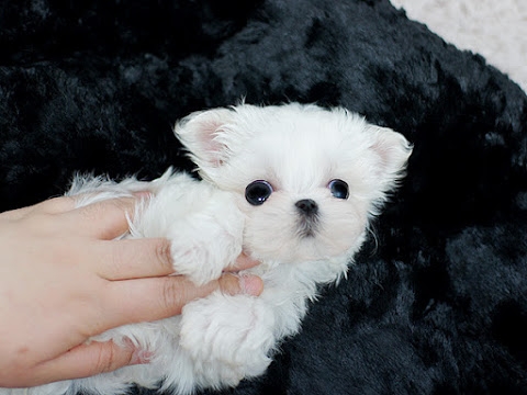 Champion Tea Cup Maltese Male and Female for SALE