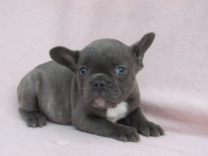 Blue Pied French Bulldog Puppies for Sale