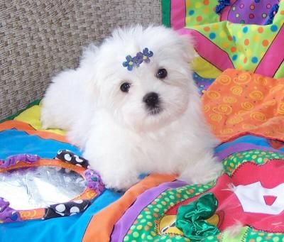   gorgeous male and female maltese puppies for Adoption.