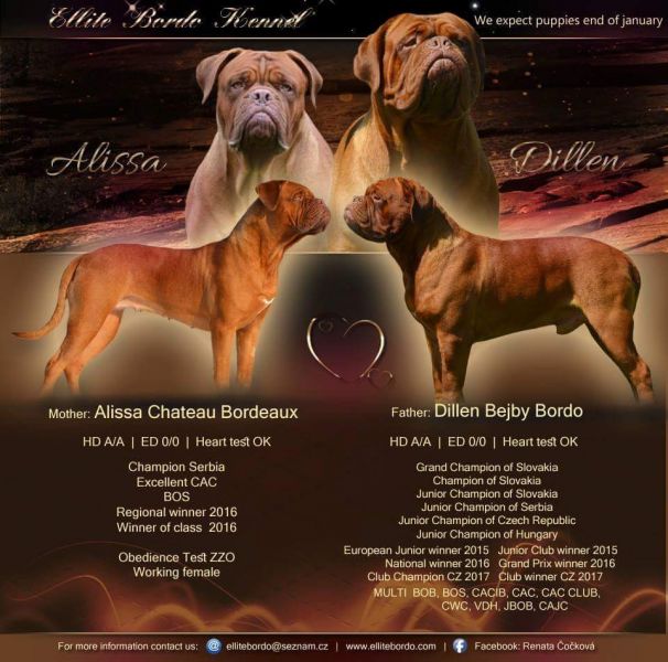 Dogue de Bordeaux luxury puppies with FCI registration