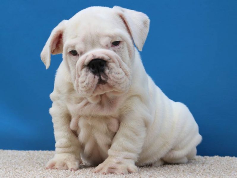 English bulldog Puppies