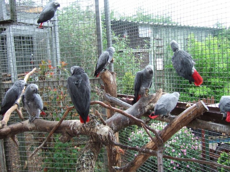 African Grey Parrots