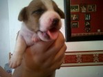 Very Sweet Jack Russell Puppies