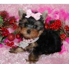awasome yorkie puppies for free adoption 