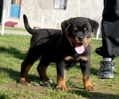 We Have  Beautiful Litter  Rottweiler Puppies  Ready Now To Go