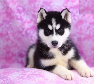 healthy siberian husky puppies for adoption
