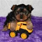 teacup yorkies puppies for a home