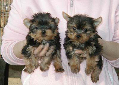  !!!!QUALITY MALE AND FEAMLE YORKIE PUPPIES AVALIABLE!!!