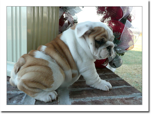 Bulldog Puppies