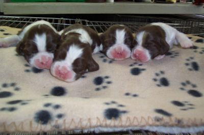 English Springer Spaniels