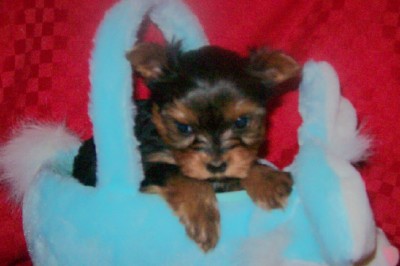 Beautiful Yorkie Baby Ready Now!