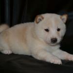 shiba inu puppy for sale 
