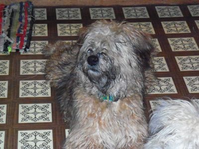Soft Coated Wheaten Terriers