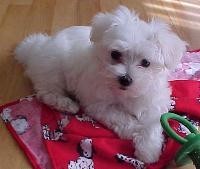 GORGEOUS MALTESE PUPPIES FOR ADOPTION