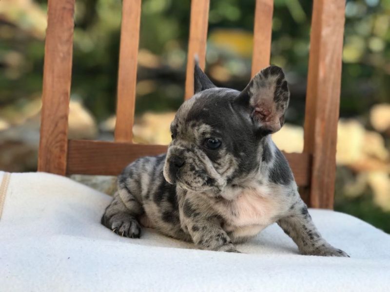 Merle French Bulldogs