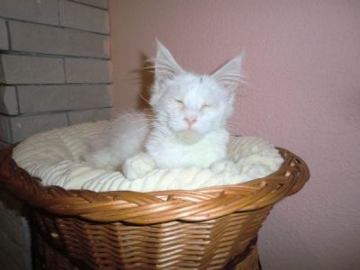 White Maine Coon Kittens with pedigree