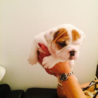 Beautiful english bulldog pups available