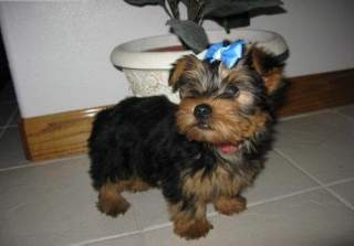 Top Quality Teacup Yorkie puppies ready for adoption