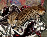 Verry cool 1 male and 1 female TICA F2 savannah kittens for adoption free