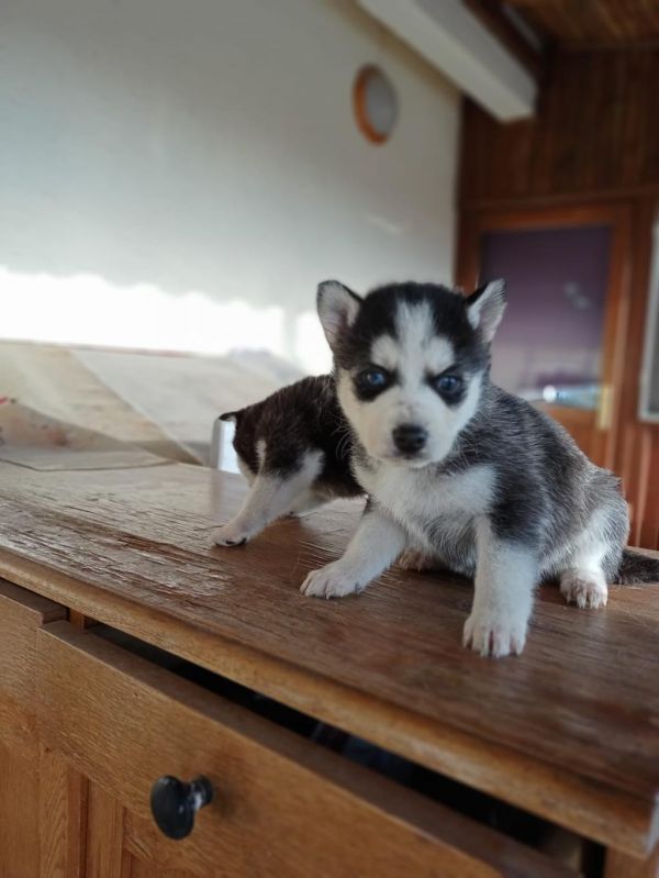  male and female  husky puppies