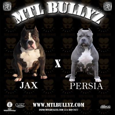 American Bully Pitbull Puppies